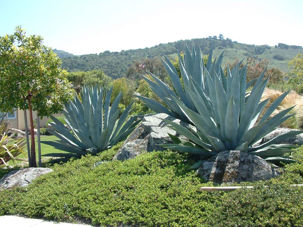 Agave Kings