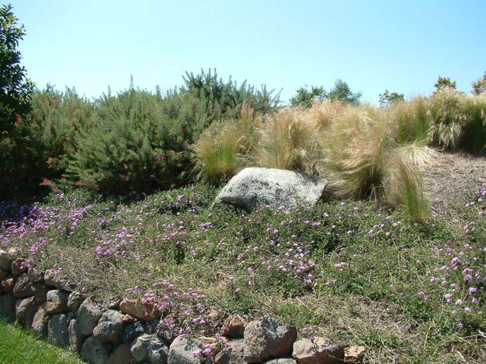 Grasses and Friends