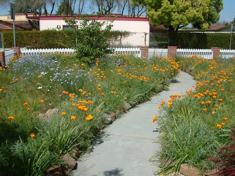 Poppy-Lined Pathway