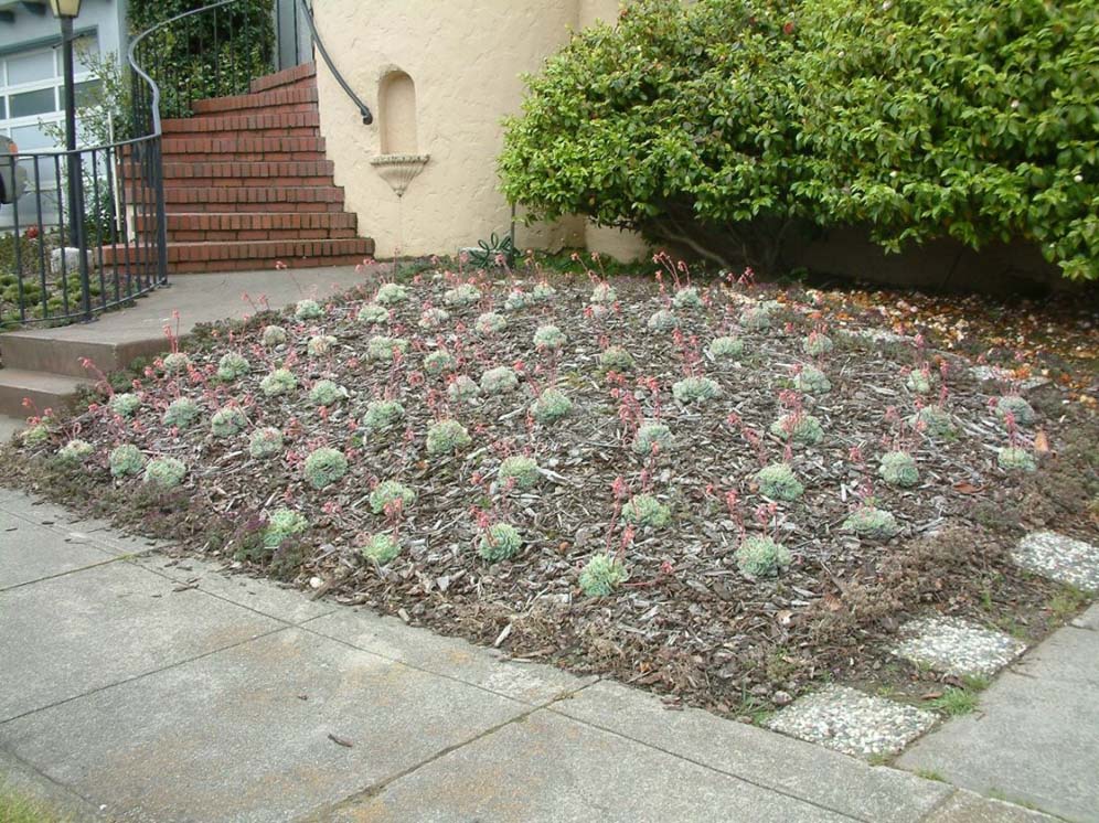 Succulent Garden