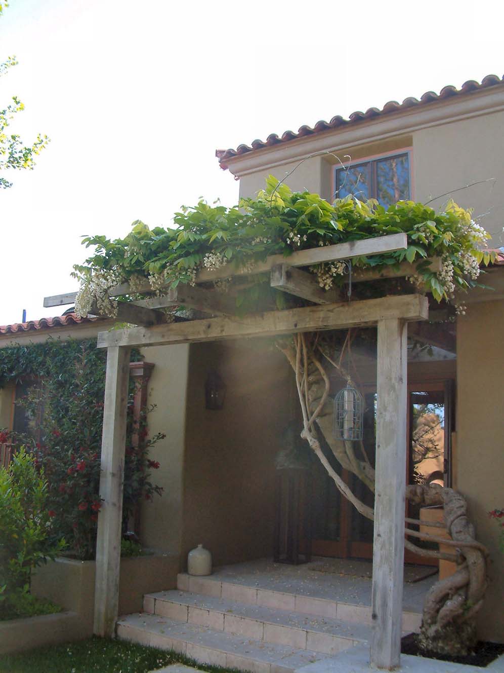 Grand Wisteria and Trunk