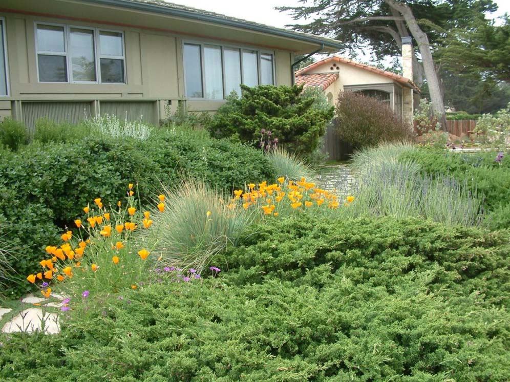 Lush Greenery and Orange Pops