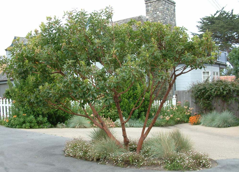 Arbutus Splendor