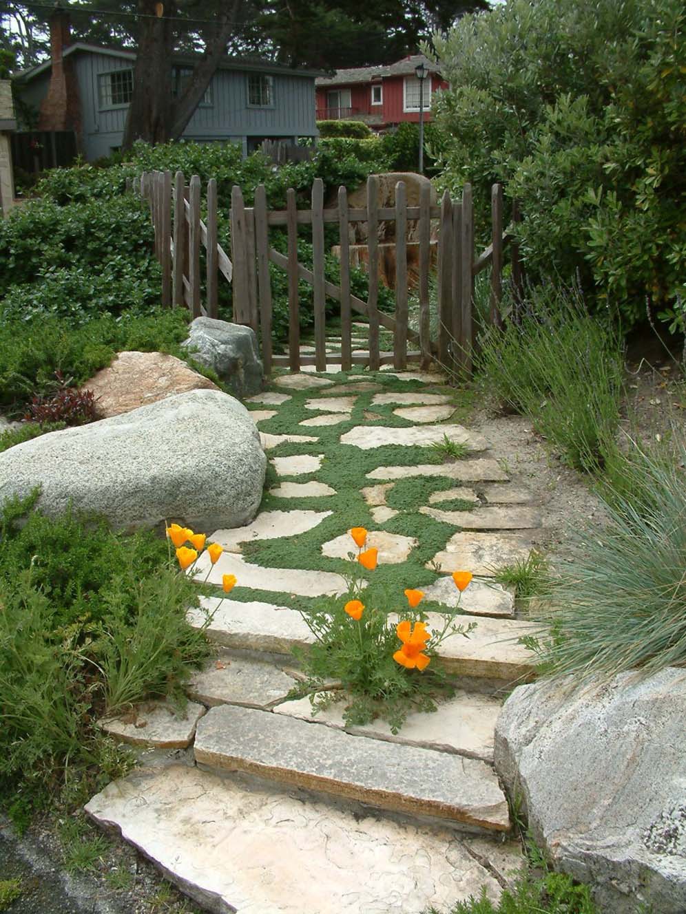 Poppies in the Pathway