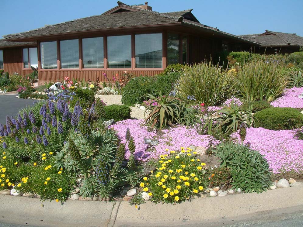 Echium and Friends