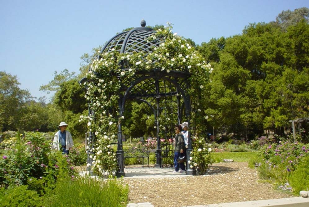 Metal Gazebo with Vine Display