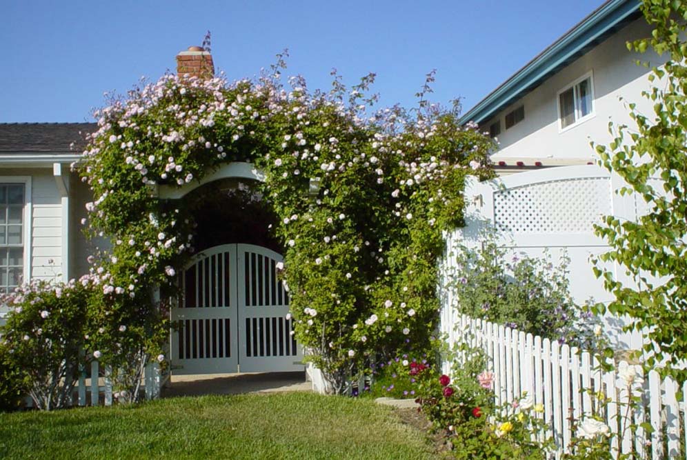 Climbing Rose Arbor