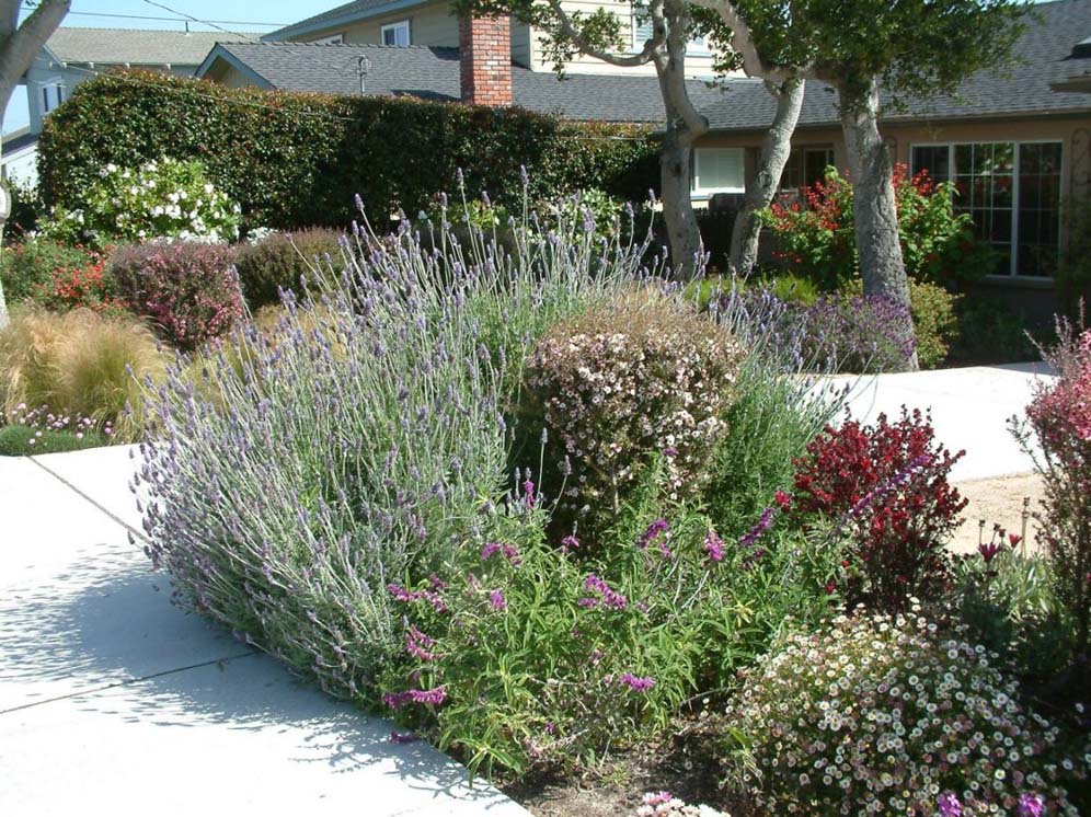 Overflowing Lavender