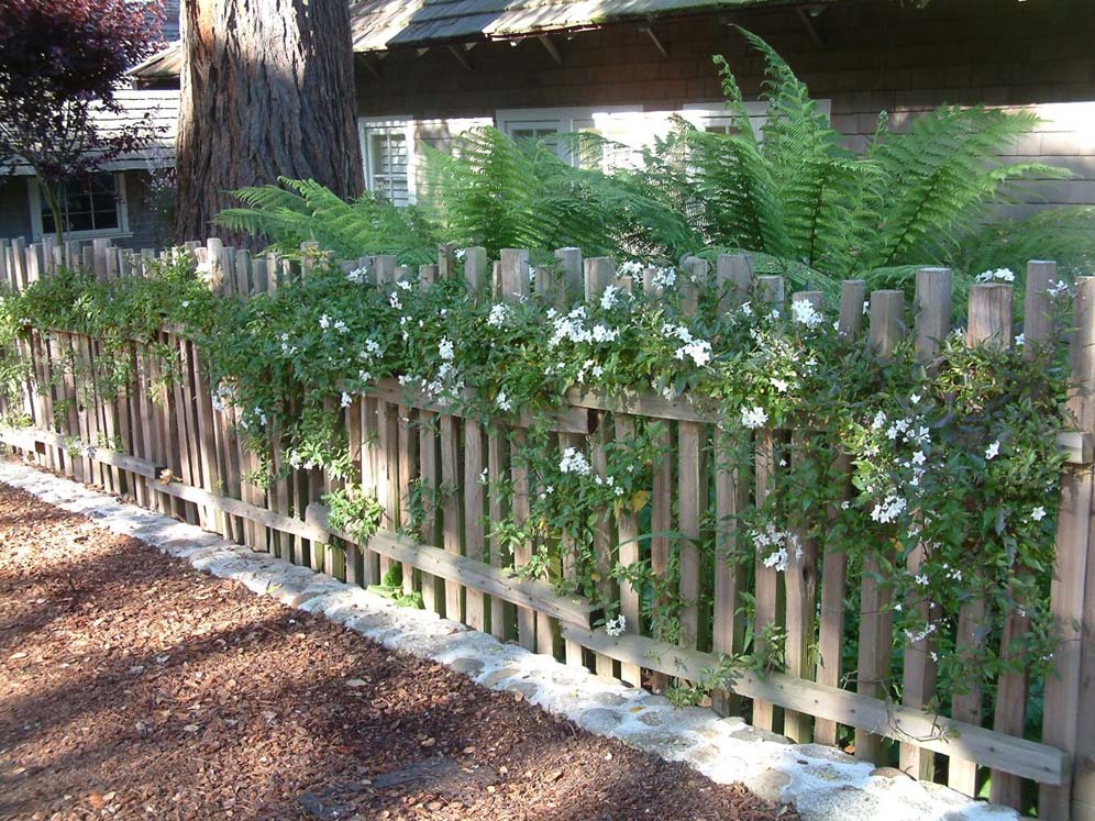 Fence and Vine Intertwined