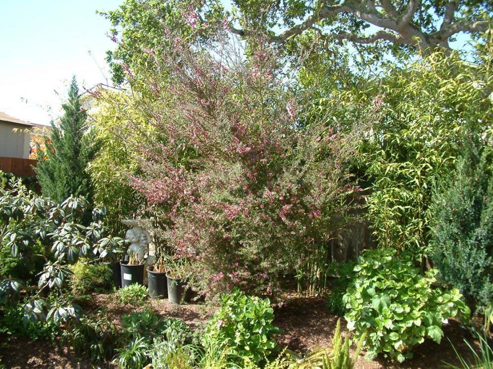 Privacy Trees and Shrubs