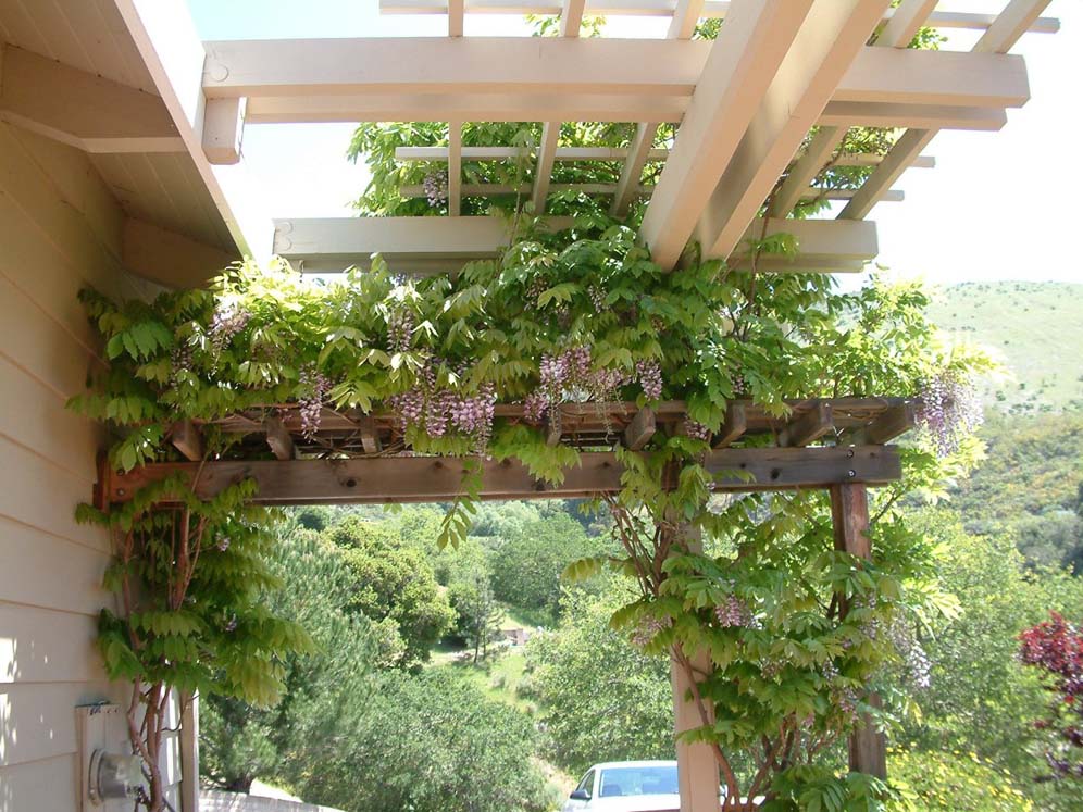 Lovely Wisteria Vine