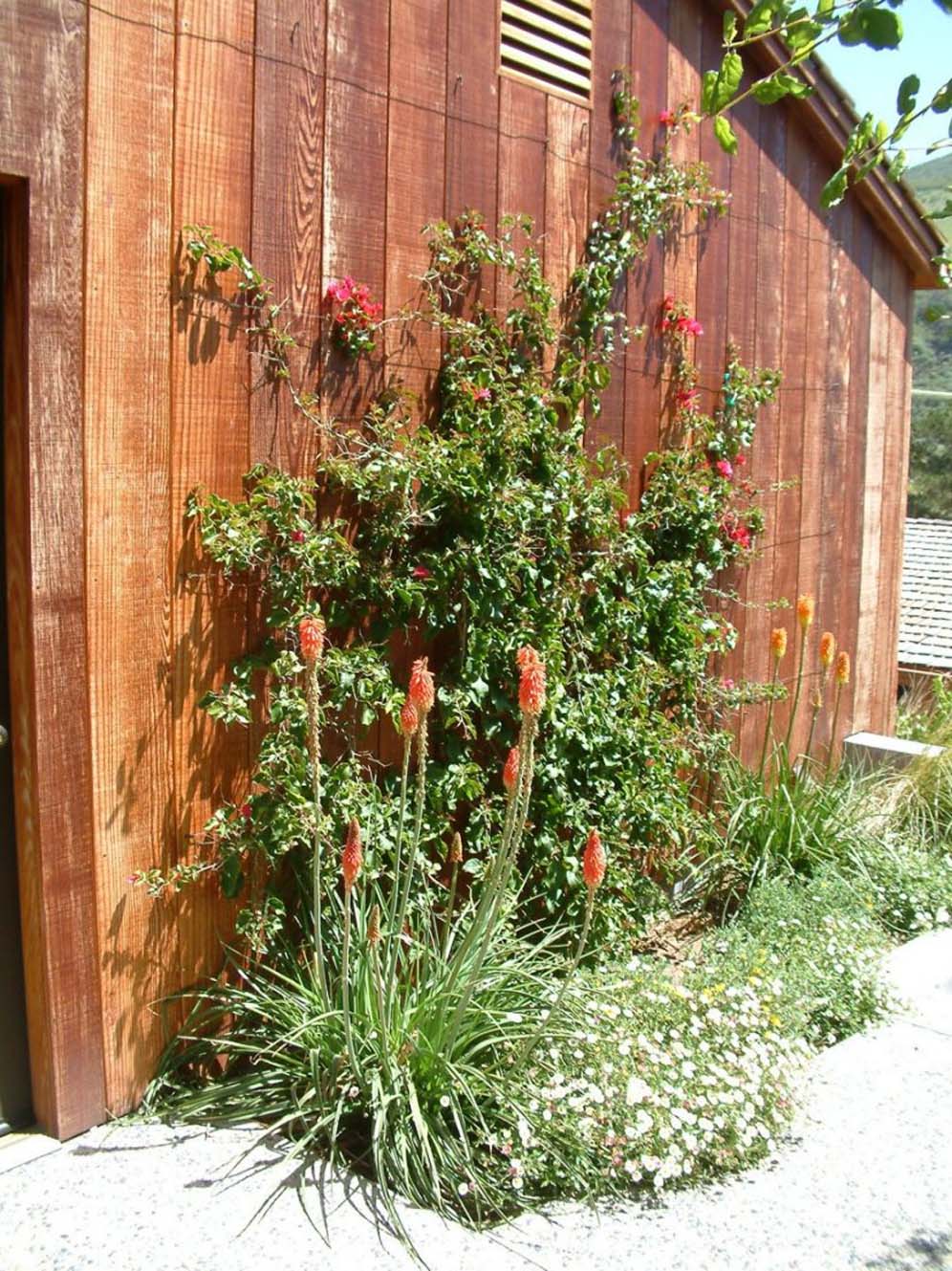 Redwood Backdrop