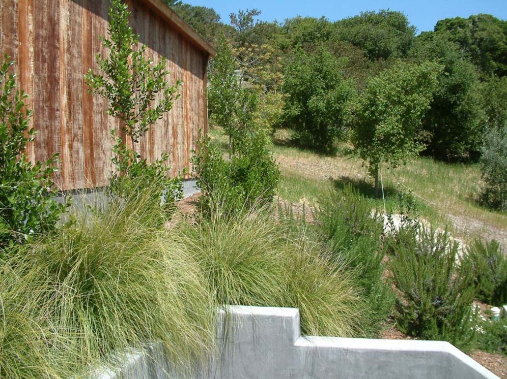 Retaining Wall and Grasses