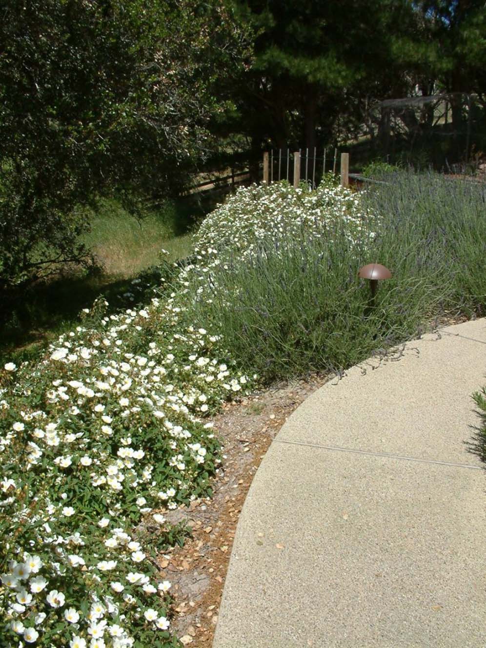 White Flower Garden