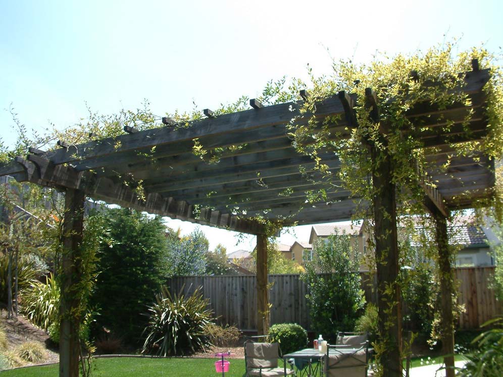 Vined Patio Cover