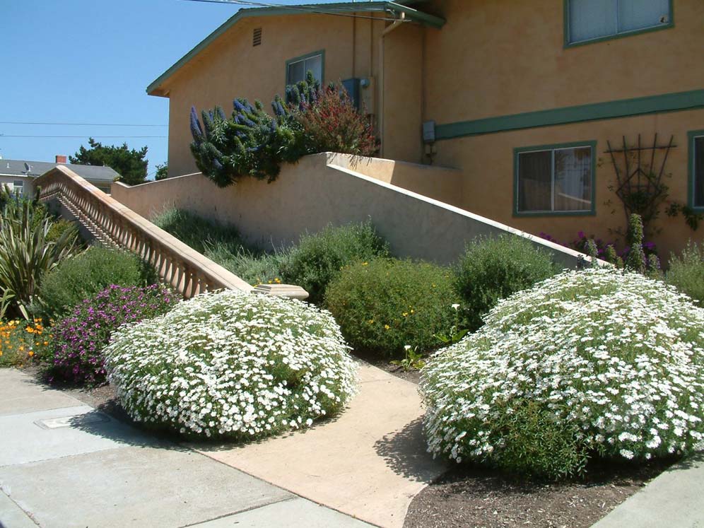 Fluffy White Mounds