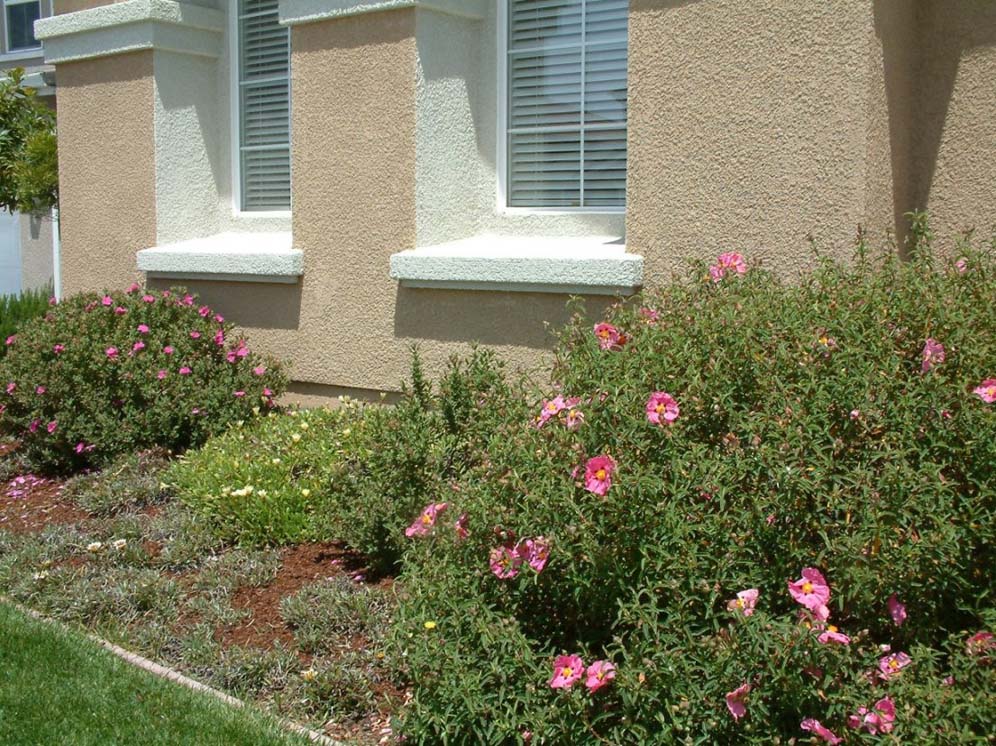 Rockrose Border