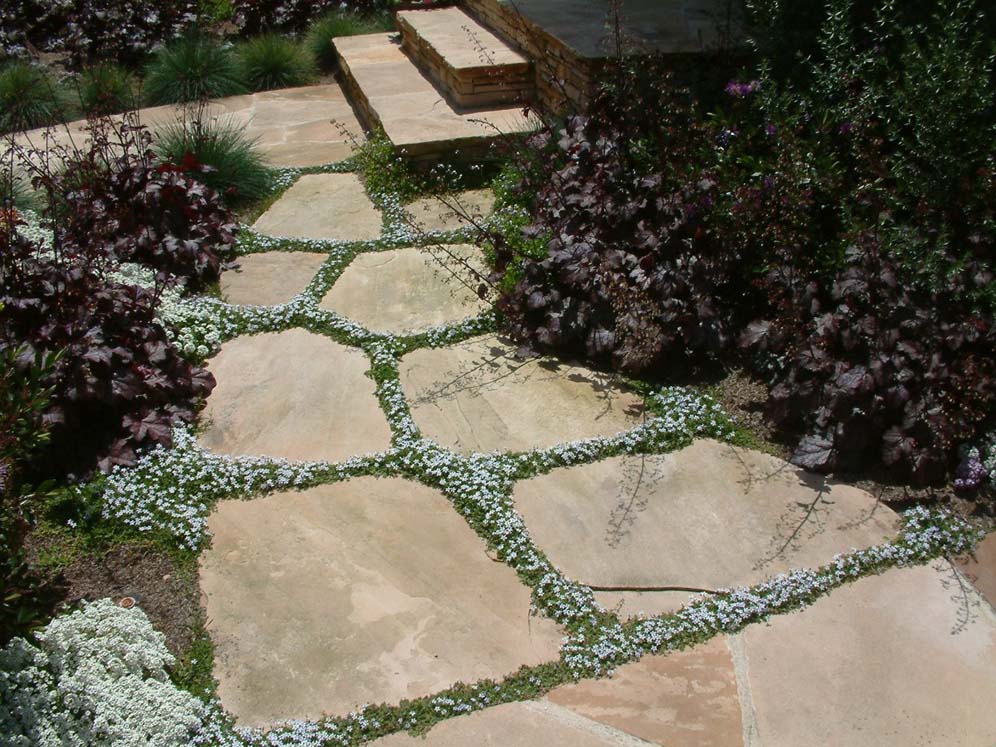 Groundcover and Pavers