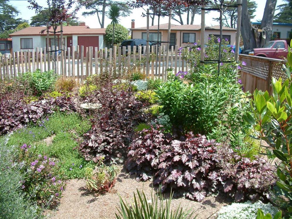 Heuchera Wonderland