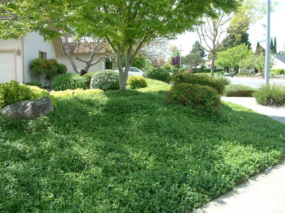 Lush Green Front