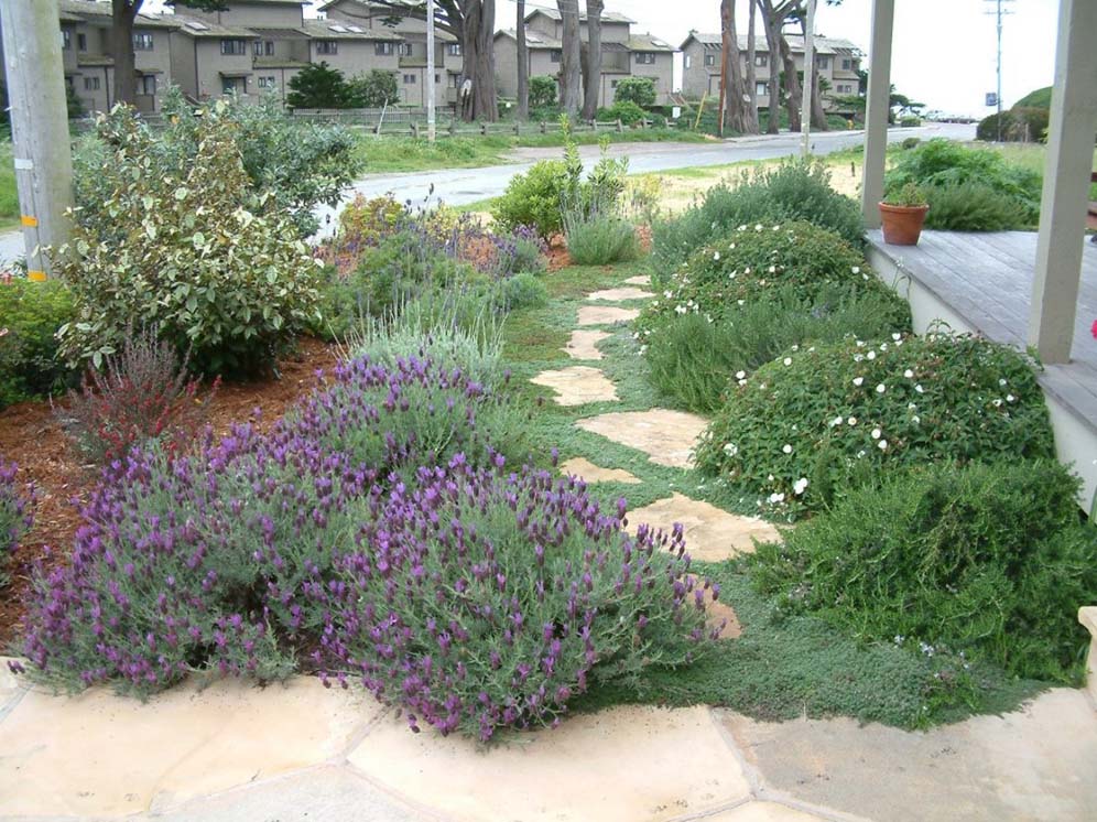 Pavers Lined with Groundcover