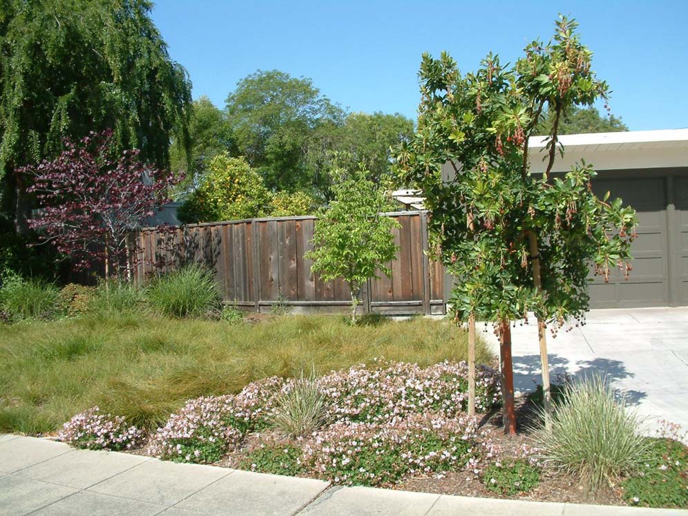 Tree Next to Driveway