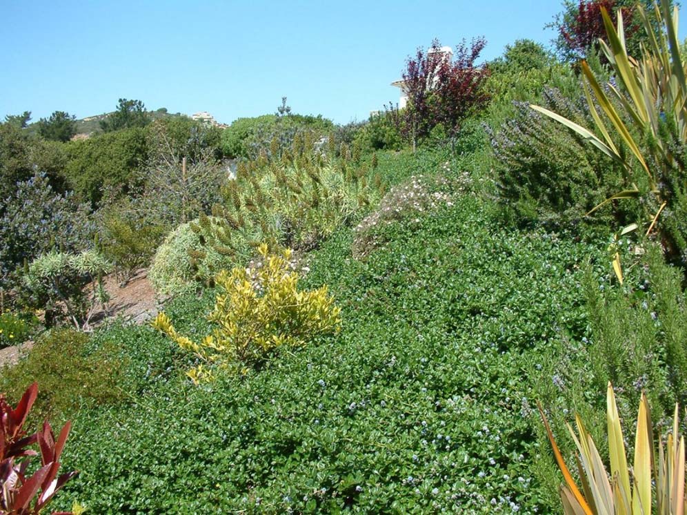 Green Hillside