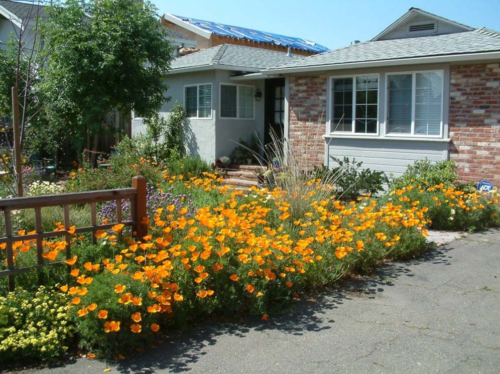 Border of California Poppies