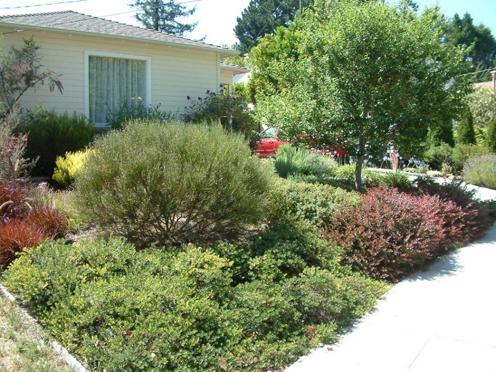 Shrub Front Lawn