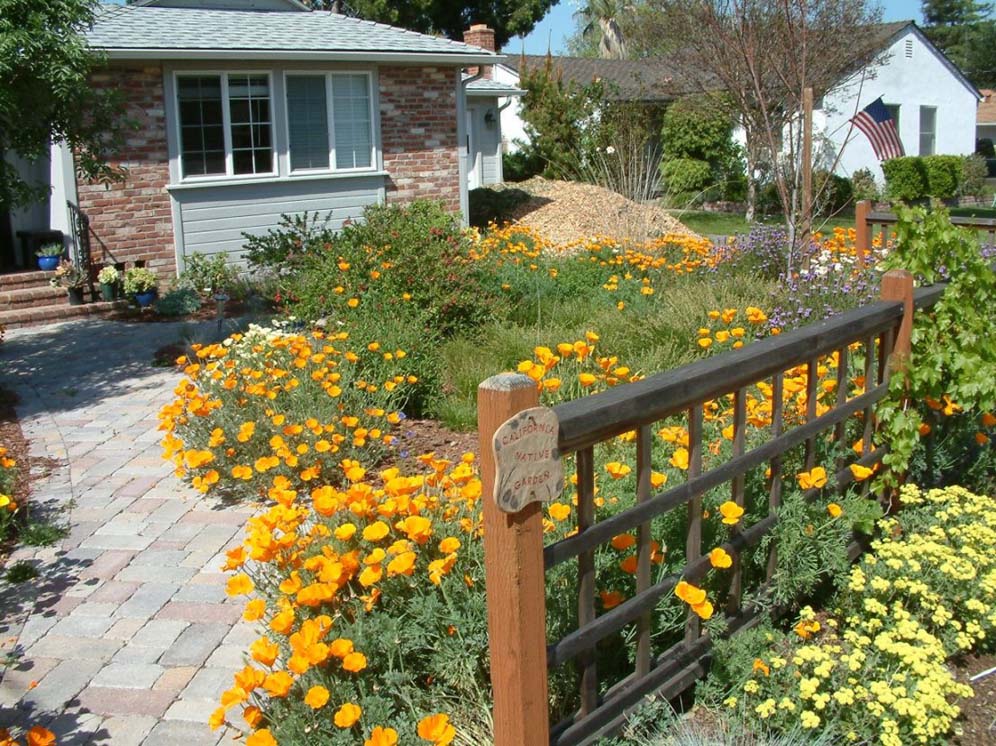 Brick Path Lined by Poppies