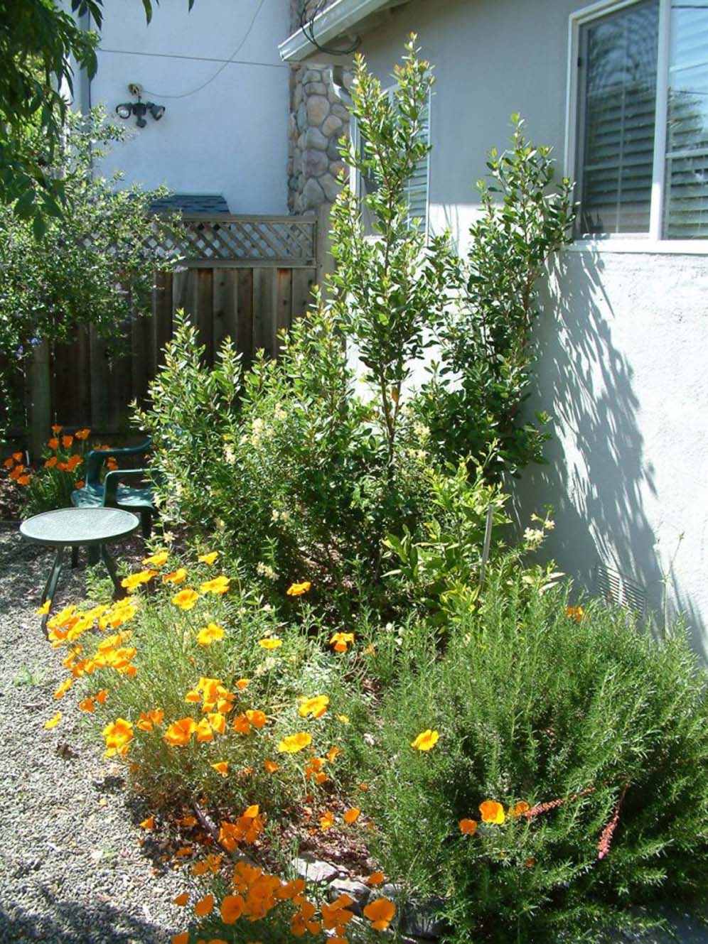 Tall Greens with Poppies