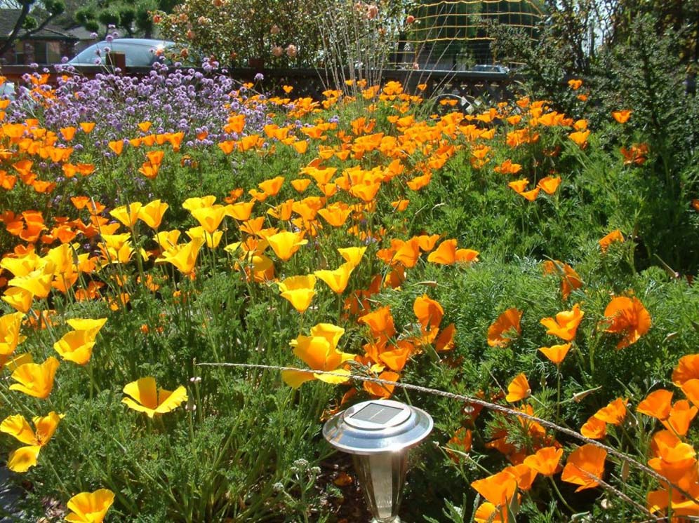 Colorful Poppies