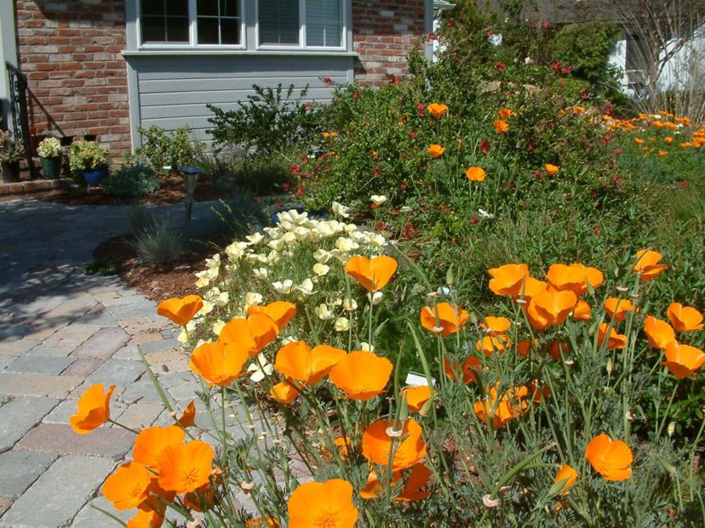 Poppies Line the Path