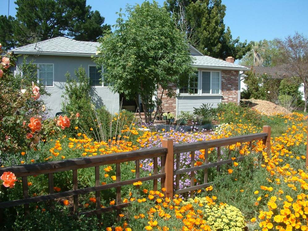 Fence and Flower Explosion