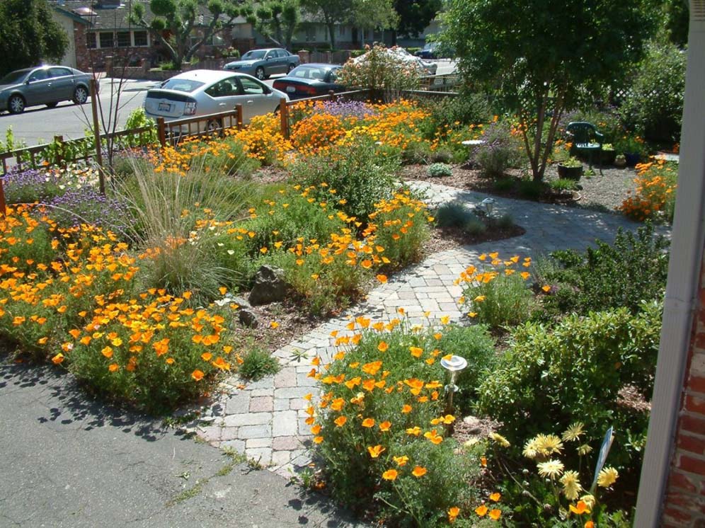 Patches of Poppies