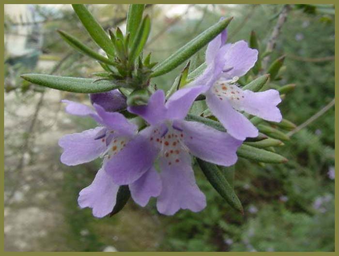 Plant photo of: Westringia fruticosa 'Wynyabbie Gem'