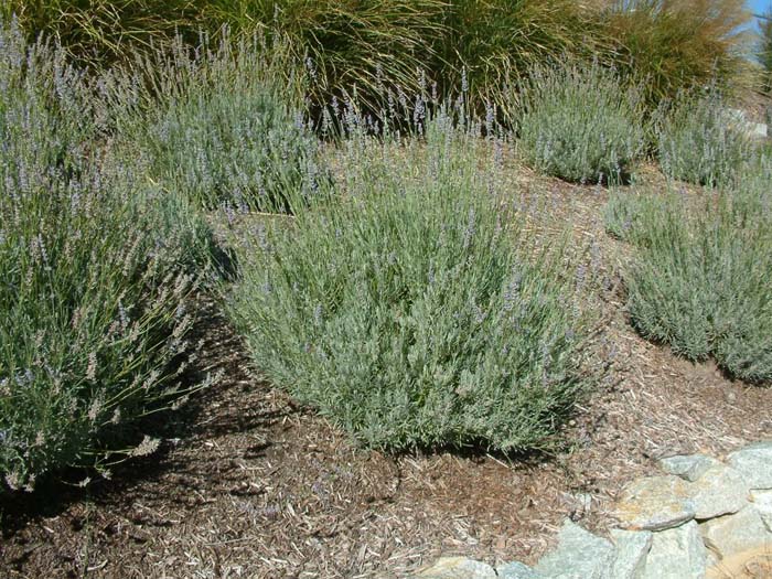 Plant photo of: Lavandula X intermedia 'Grosso'