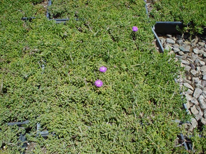 Plant photo of: Drosanthemum hispidum