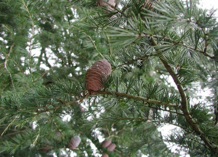 Plant photo of: Cedrus deodara