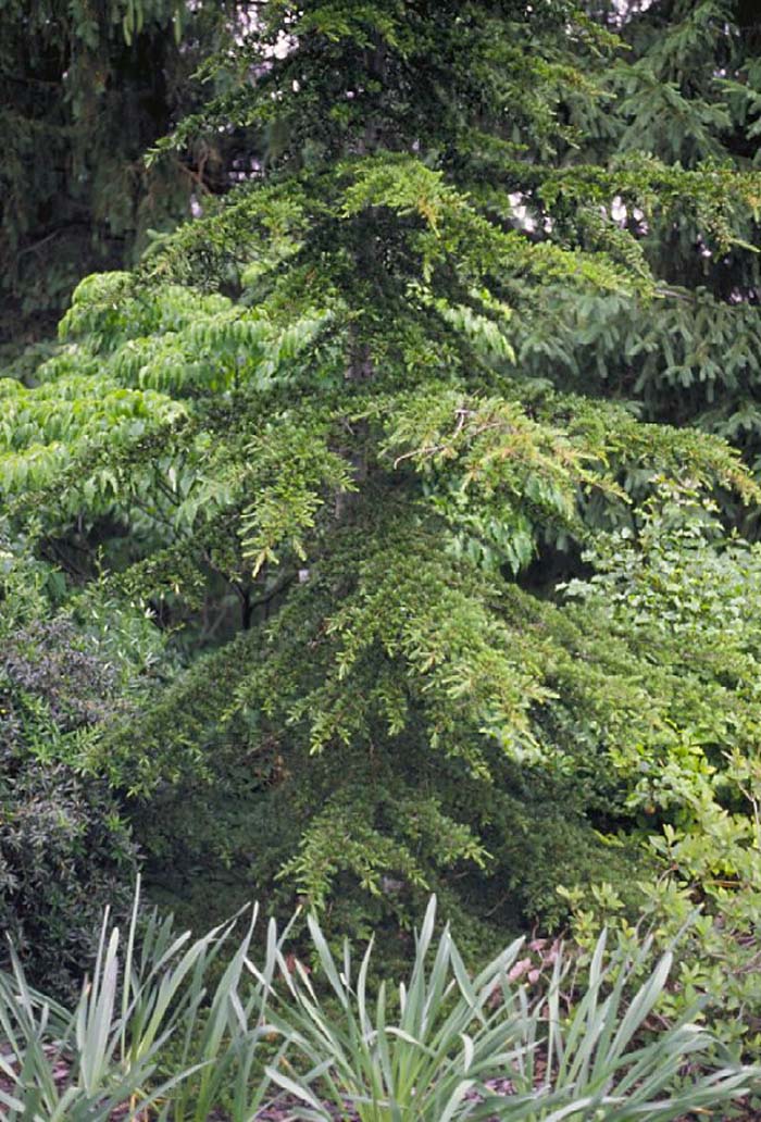 Cedar Of Lebanon