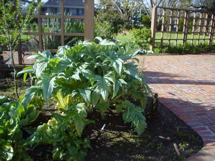 Plant photo of: Cynara scolymus