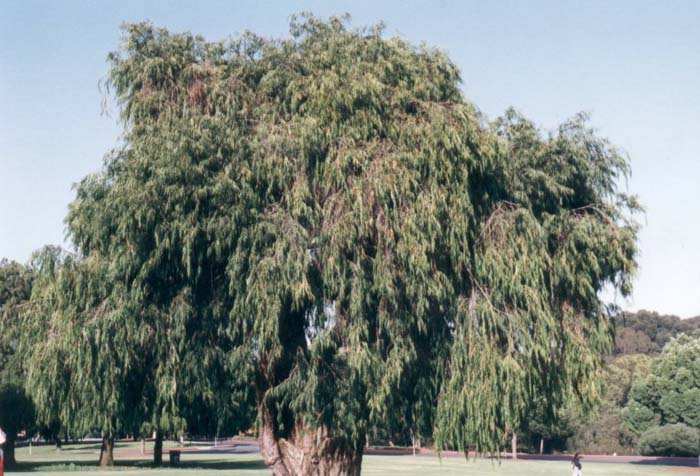 Plant photo of: Agonis flexuosa