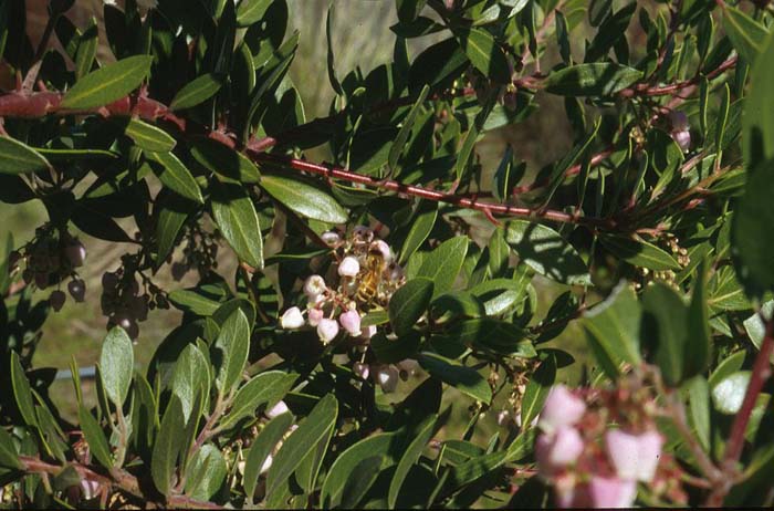 Plant photo of: Arctostaphylos densiflora 'Sentinel'