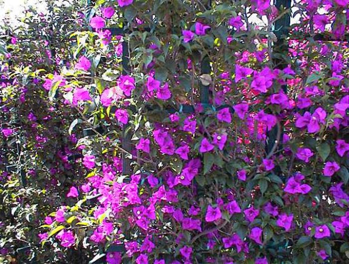 Plant photo of: Bougainvillea 'Brasiliensis'