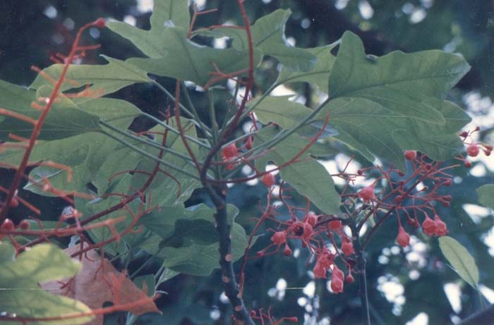 Plant photo of: Brachychiton acerifolius