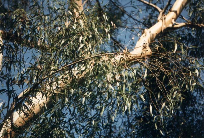 Plant photo of: Eucalyptus cladocalyx