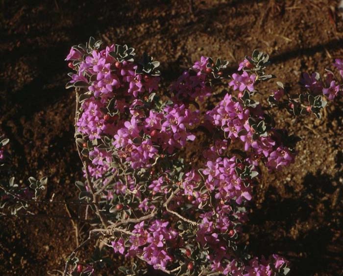 Plant photo of: Leucophyllum frutescens