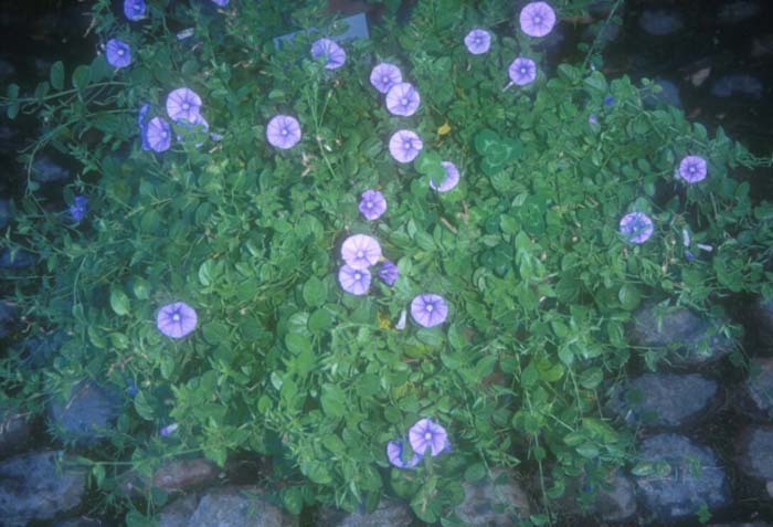 Plant photo of: Convolvulus sabaticus