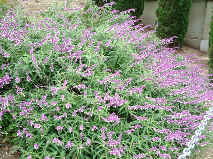 Plant photo of: Salvia leucantha