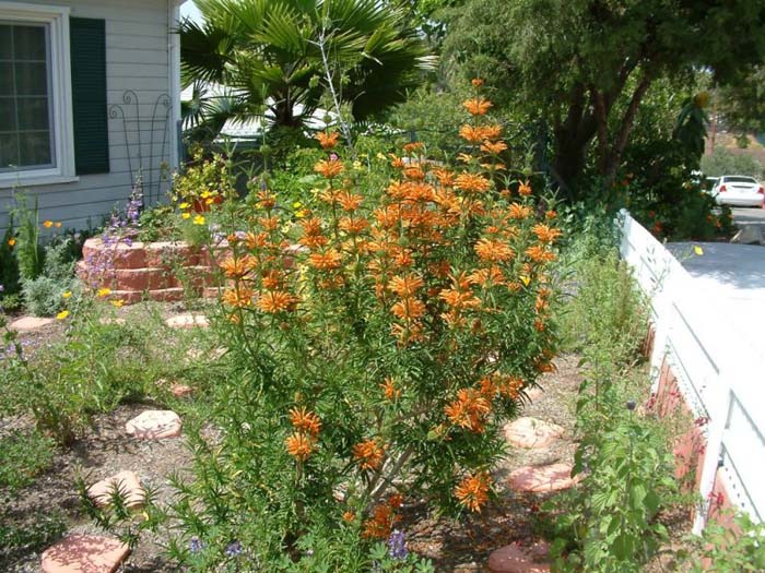 Plant photo of: Leonotis leonorus